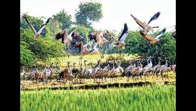 Poacher held with coots at Nalsarovar