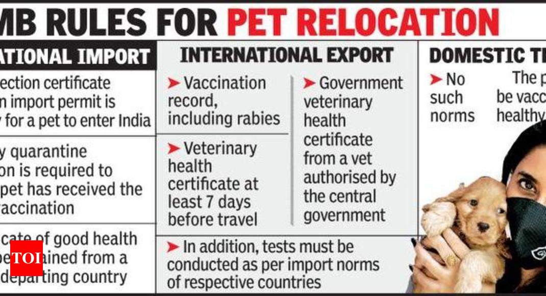 Pets Journey As Pandemic Sees Families Shift Homes Visakhapatnam News Times Of India