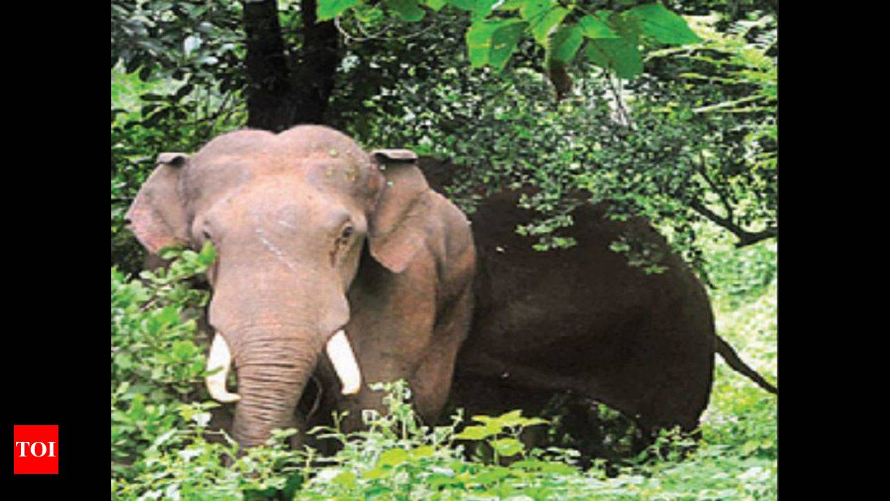 170 elephants died in Uttarakhand in five years, nearly two dozen this year  | Dehradun News - Times of India