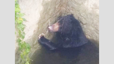 Sloth bear falls into well near Tirunelveli, rescue operation on