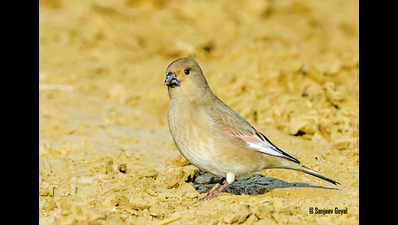 In Sirsa, twitchers cheer India’s 1st sighting of rare Desert Finch