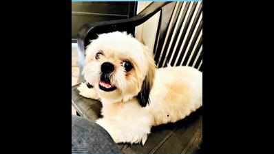 Rs 40,000 reward for tracing missing pets
