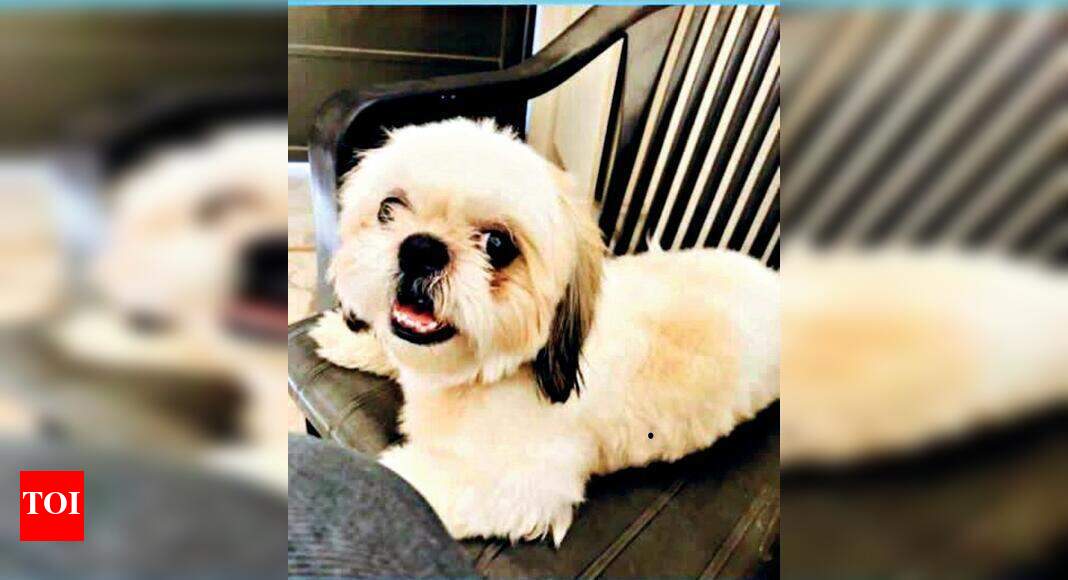 Rs 40,000 reward for tracing missing pets | Rajkot News - Times of India