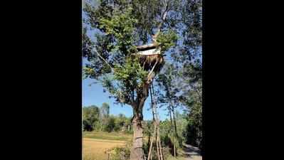 Kodagu villagers live on treetops to guard farmlands from jumbos