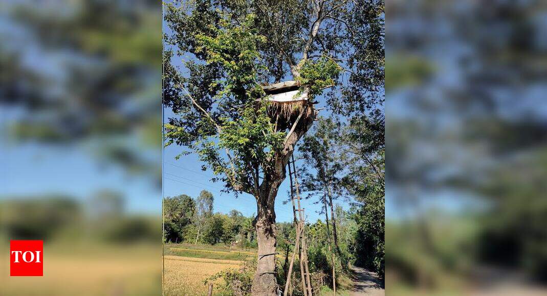 Kodagu villagers live on treetops to guard farmlands from jumbos ...