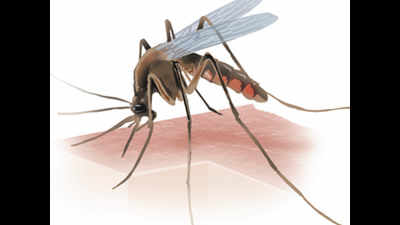 Delhi: Winter gives break from malaria, but not dengue