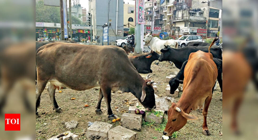 Cows claim right of way on Delhi roads Delhi News Times of India