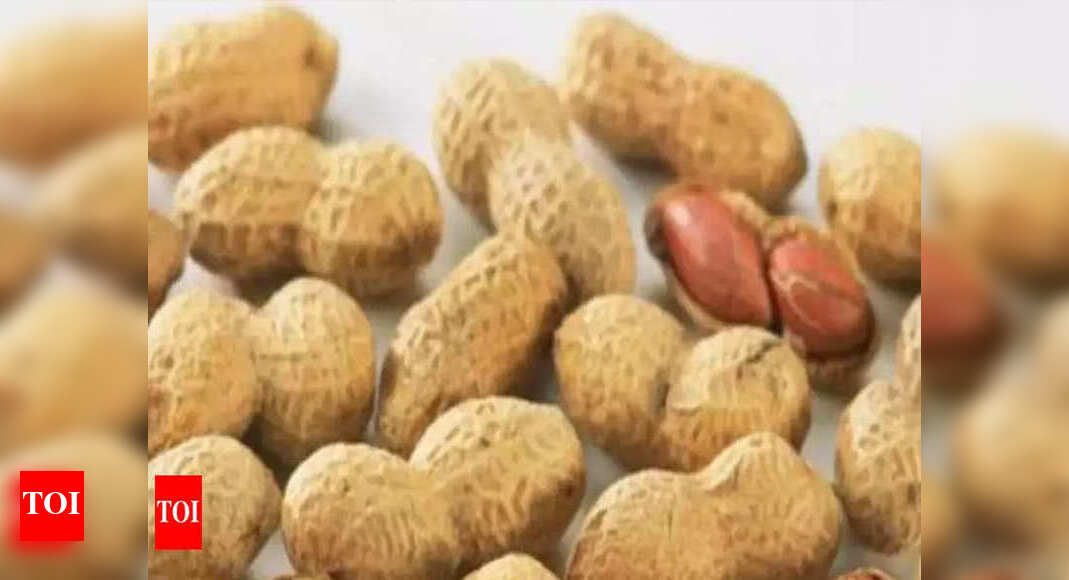 Gujarat’s groundnut exports continue upward trend Ahmedabad News