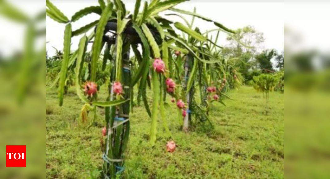 Dragon Fruit Trees For Sale : In A First Bijnor Man Takes Up Dragon Fruit Farming Bareilly News Times Of India / All dragons eye fruit trees for sale will vary in size.