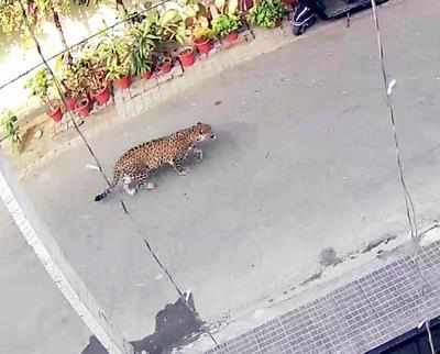 Leopard walks into colony near Delhi, alert sounded