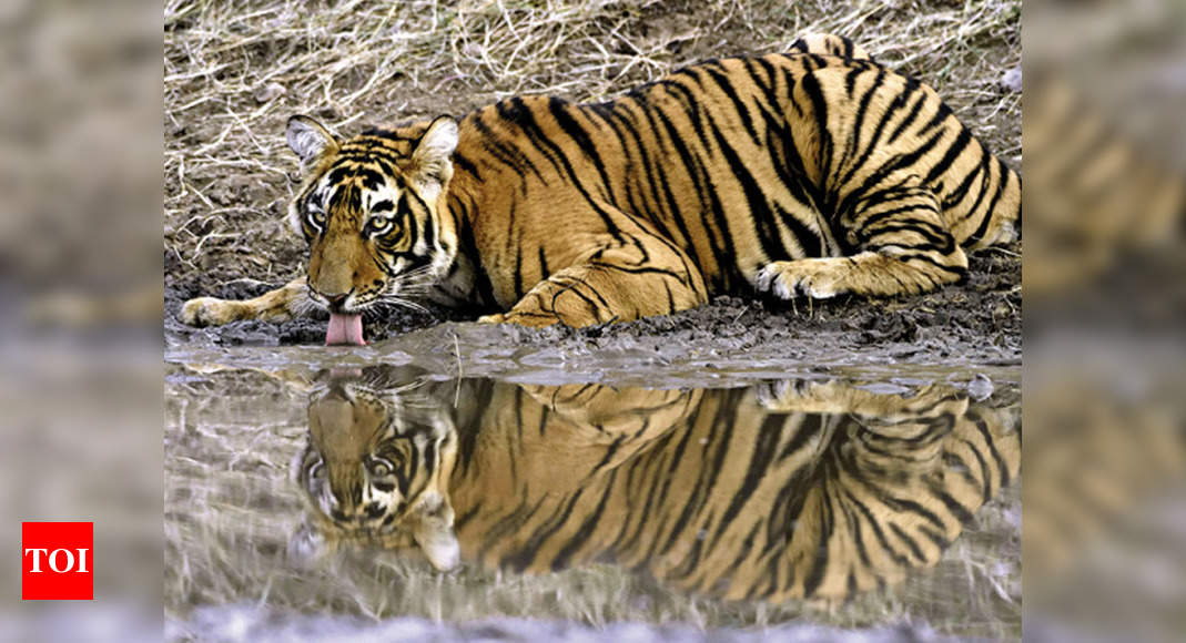 Up Pilibhit Reserve Bags Global Award For Doubling Tiger Count Lucknow News Times Of India