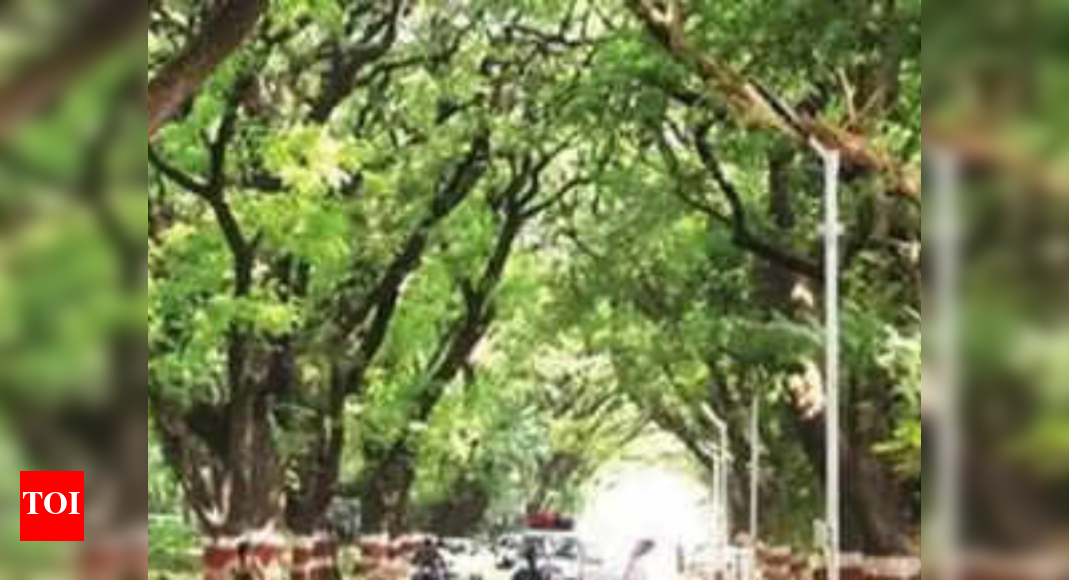 Chennai civic body hopes to minimise tree falls | Chennai News - Times ...
