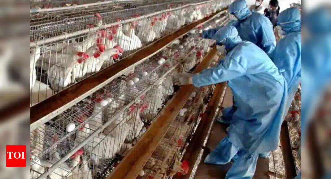 Bird Flu in Japan Japan's bird flu outbreak spreads to second