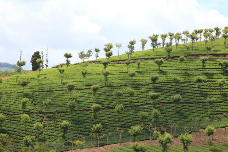 Exploring India, in search of its best tea | Times of India Travel