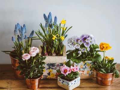 Indoor plants: Low-light indoor plants that’ll bring home serenity & lushness