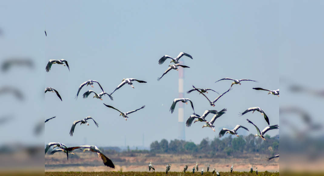 Rare migratory birds spotted at Bhitarkanika National Park in Odisha ...