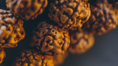 Which is the best Rudraksha for acquiring wealth?