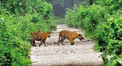 Assam's Manas tiger count increases three-fold in 10 years