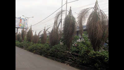 Palms wither in front of Bypass shopping arcade