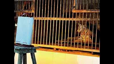 Patna zoo gears up to keep inmates warm this winter