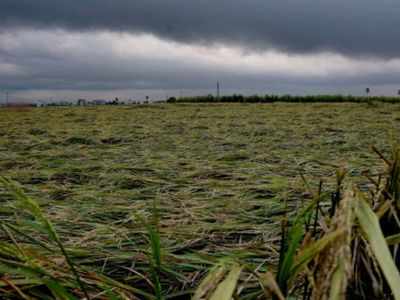 Cyclone Nivar: Rains Cause Extensive Damage To Crops In Andhra Pradesh ...