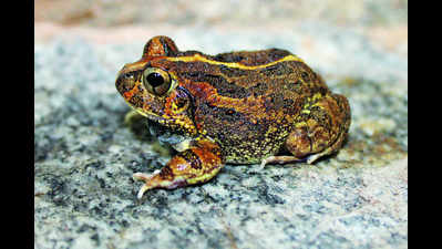 Burrowing frog species named after Bengaluru