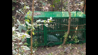 Leopard that dodged cages finally trapped in Udaipur