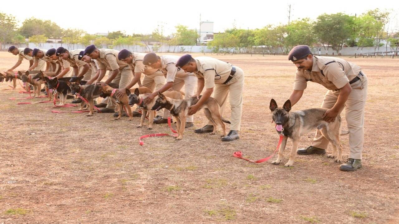 chhattisgarh-s-new-canine-commandos-can-sniff-out-ieds-sprint-12km-act-desi-in-red-zone-raipur-news-times-of-india