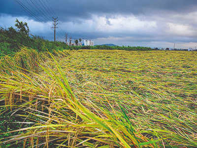 Cyclone Nivar ravages 10,000 hectares of crop in Tamil Nadu