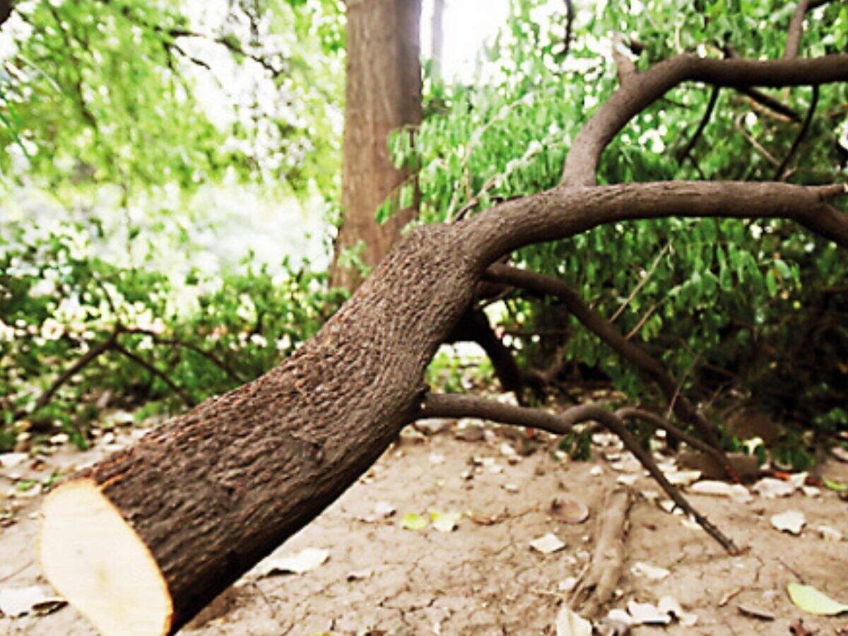 Pune Four Men Steal Sandalwood Trees From Imd Premises After Issuing Threats Pune News Times Of India