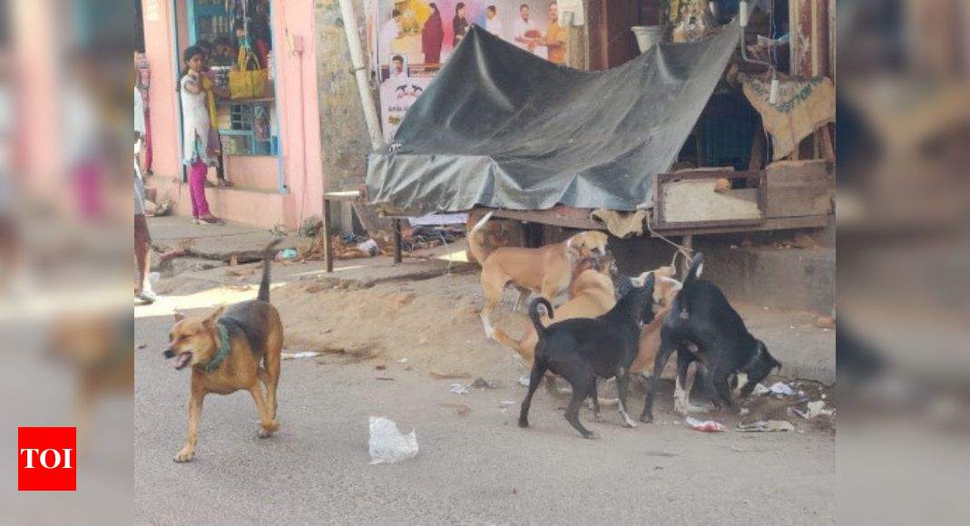 Dog menace: Noida urges RWAs to fix feeding spot | Noida News - Times ...