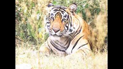 Telangana: Tiger kills girl, 2nd incident in Asifabad