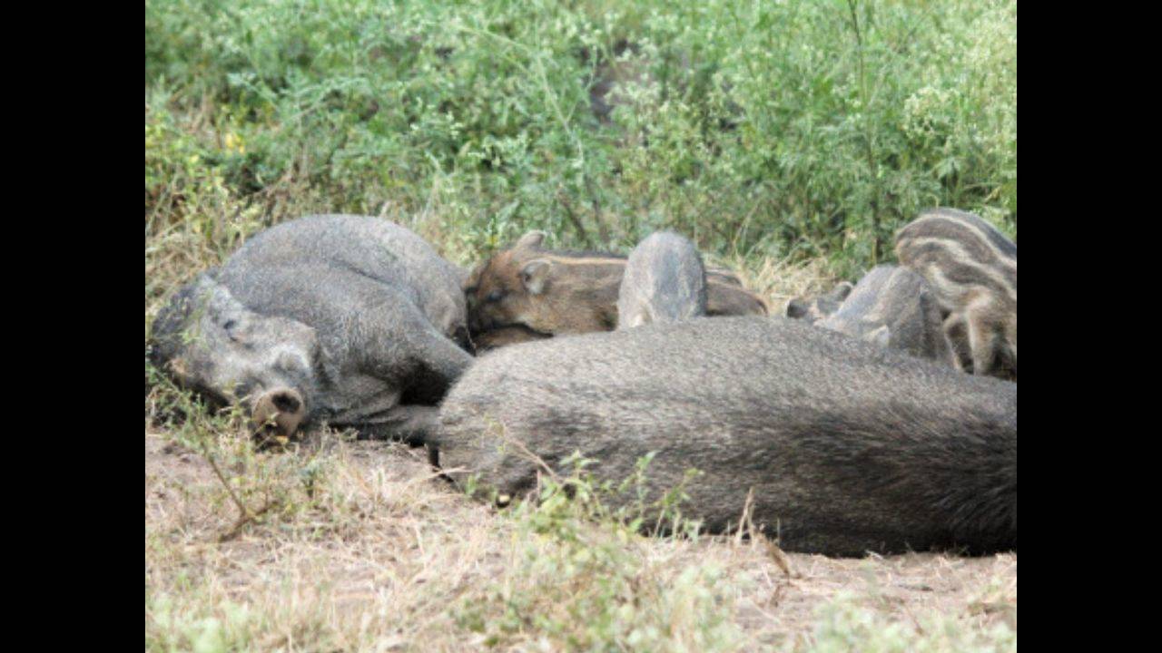 Madhya Pradesh may ease rules to kill wild boar for raiding crops | Bhopal  News - Times of India