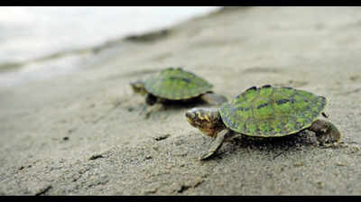 Decks cleared for turtle conservation in Pilibhit