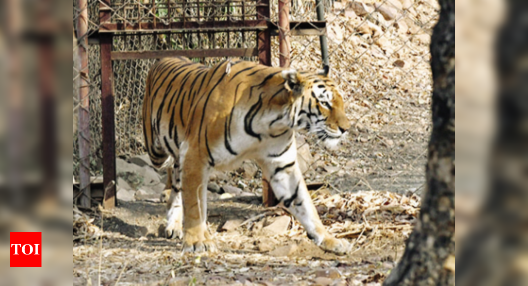 ‘Tiger state MP lost 290 big cats in 19 years’ | Bhopal News - Times of ...