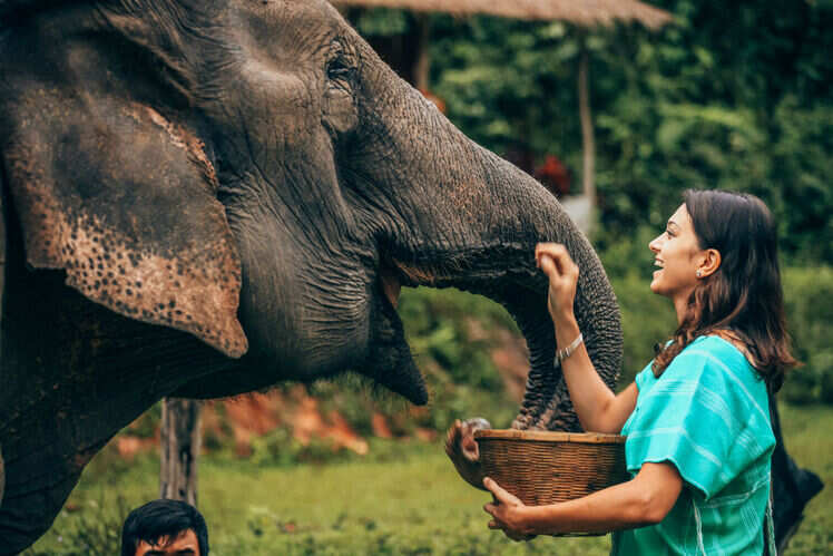 Spend time with elephants at a sanctuary