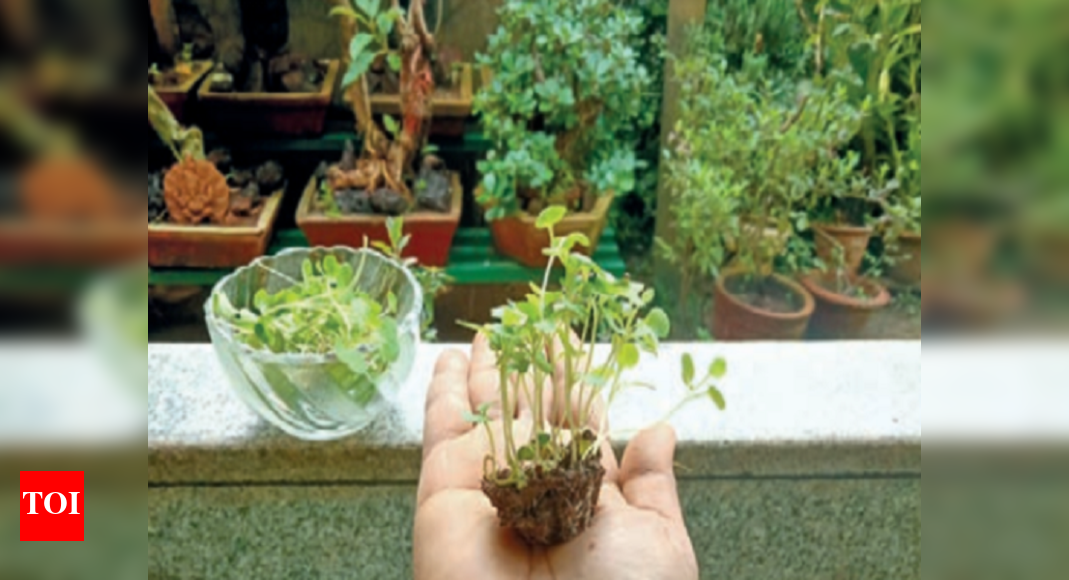 Confined indoors, Bhubaneswar folks take to growing microgreens