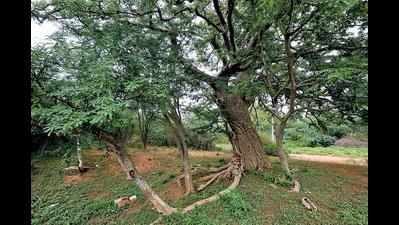 Heritage trees to be tagged soon