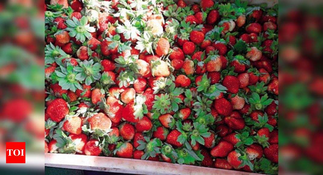 Strawberry season  The Times of Israel