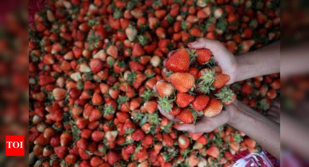 Maharashtra Get ready to shell out more for strawberries this season