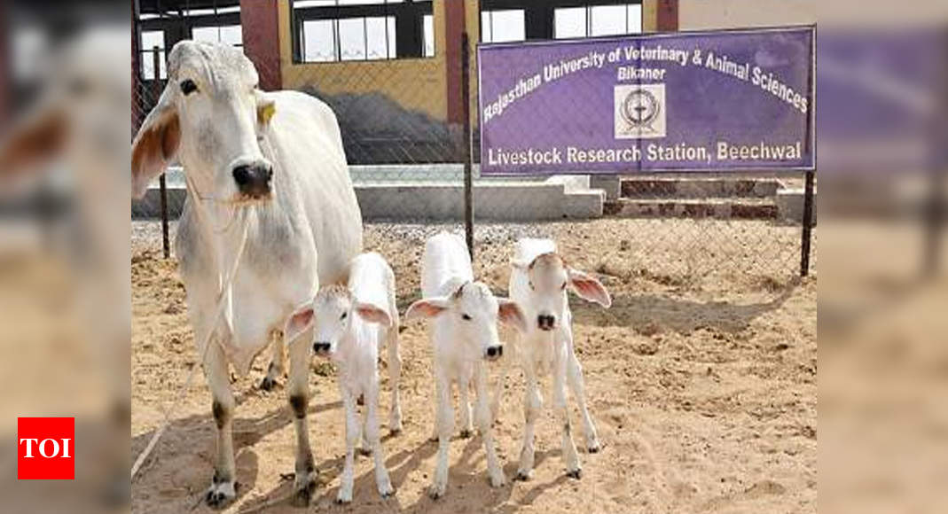 Moo over nature: Embryo technology for Rajasthan cows | Jaipur News - Times  of India