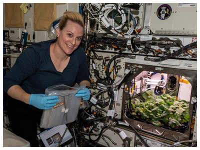 NASA is growing radish in space and this is why they chose the vegetable