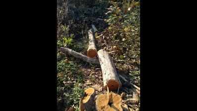 Did forest department permit tree felling in Karhandla sanctuary?