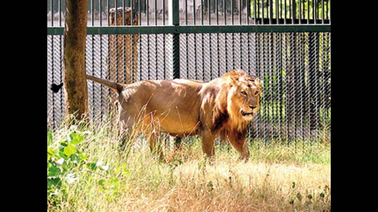 Gujarat: Over 100 Asiatic lions live in zoo cages in and around Gir areas!  | Ahmedabad News - Times of India