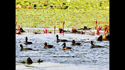 Bhagalpur: Bird festival to showcase winged guests, explore tourism potential
