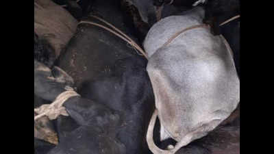 Haryana: Cattle smugglers chased, escape after shooting at police officials in Kurukshetra