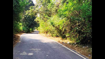 Overgrown trees on Maulingem road pose danger