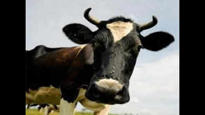 Man robbed of cow, calf by gunslinger in Ahmedabad