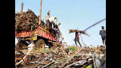 Cane vehicles banned in Kolhapur during the day