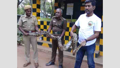 Python rescued from residential area in Coimbatore